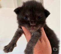 Photos Vivastreet Chatons Maine coon LOOF à réserver