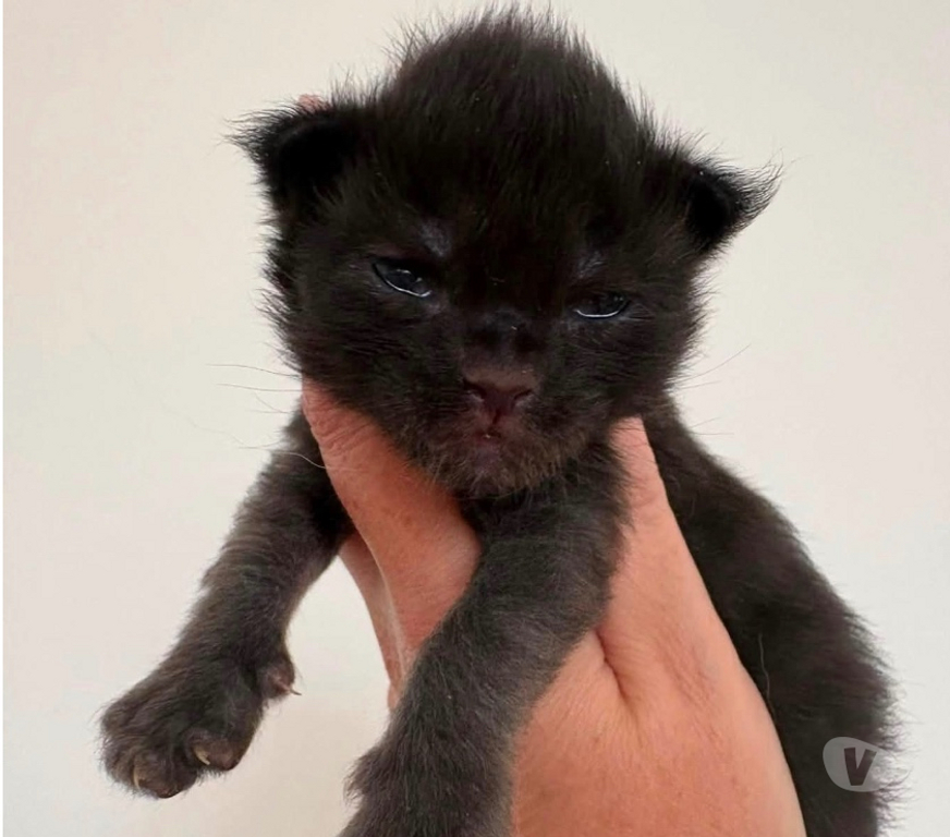 Vente Gard St Gilles - 30800 - Photos Vivastreet Chatons Maine coon mâles et femelles LOOF