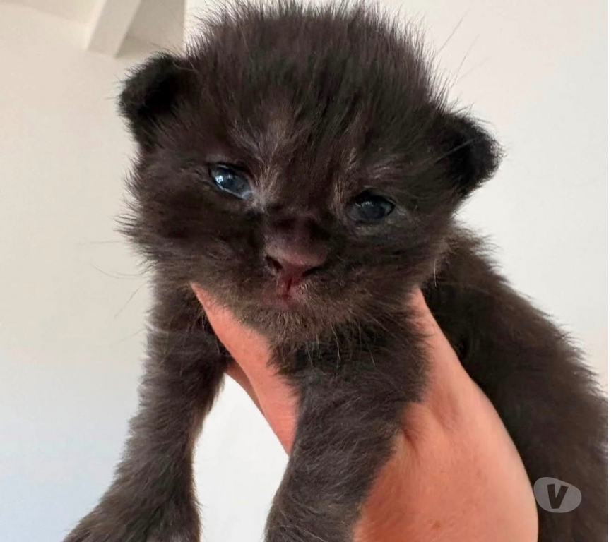 Vente Gard St Gilles - 30800 - Photos Vivastreet Chatons Maine coon mâles et femelles LOOF