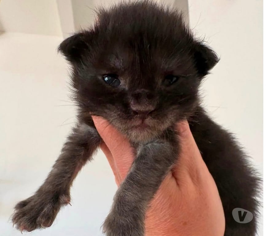 Vente Gard St Gilles - 30800 - Photos Vivastreet Chatons Maine coon mâles et femelles LOOF