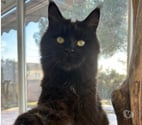 St Gilles - Gard — Adorable Femelle Maine coon LOOF