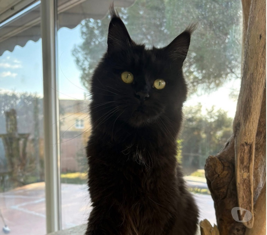 Vente Gard St Gilles - 30800 - Photos Vivastreet Adorable Femelle Maine coon LOOF
