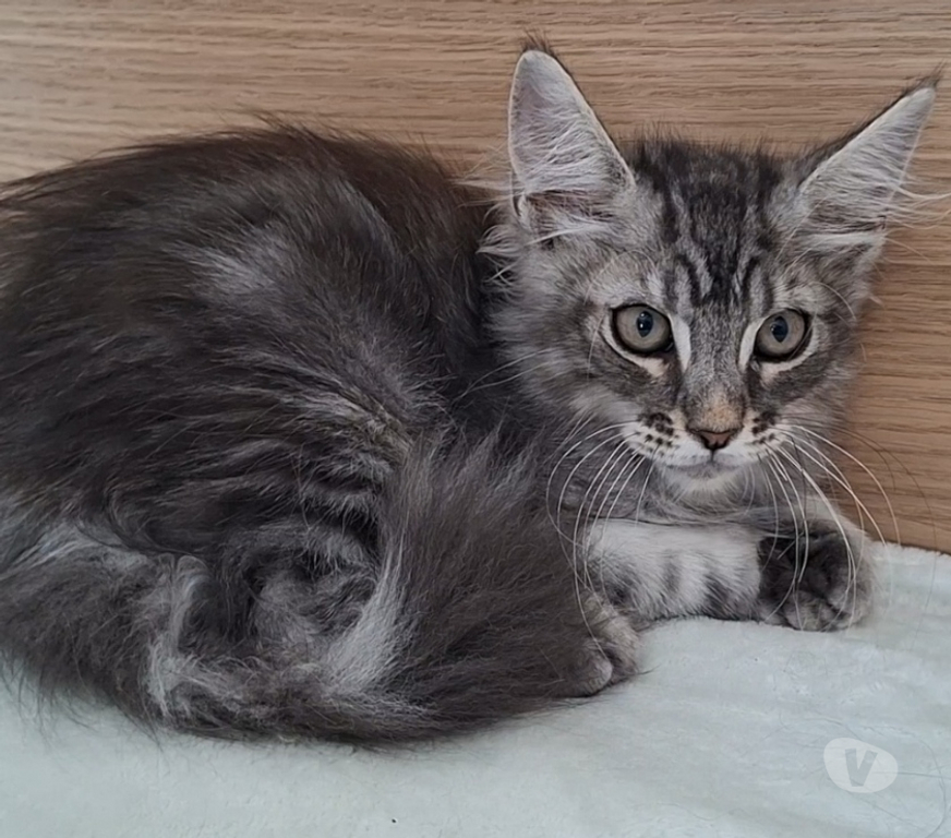 Vente Var Toulon - Photos Vivastreet chaton mâle Maine Coon LOOF