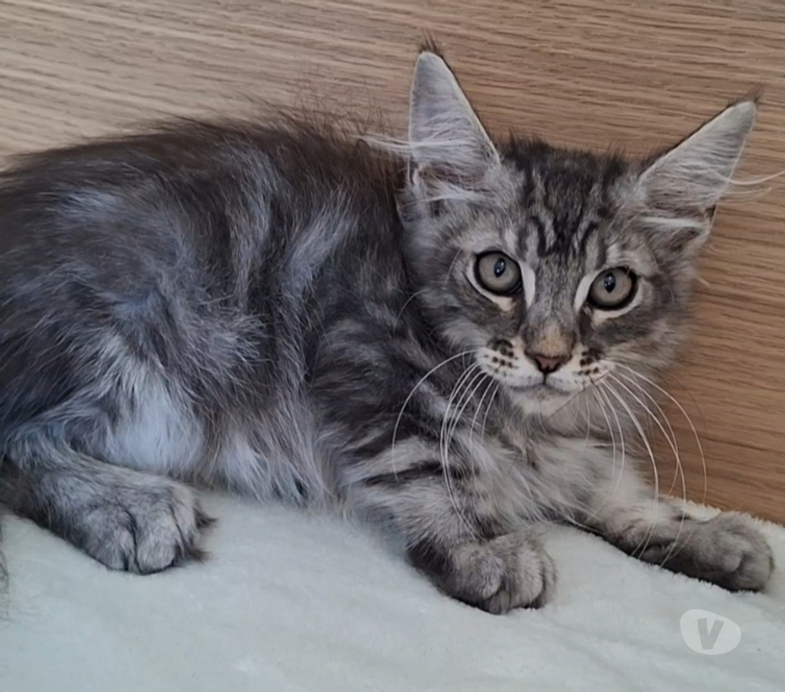 Vente Var Toulon - Photos Vivastreet chaton mâle Maine Coon LOOF