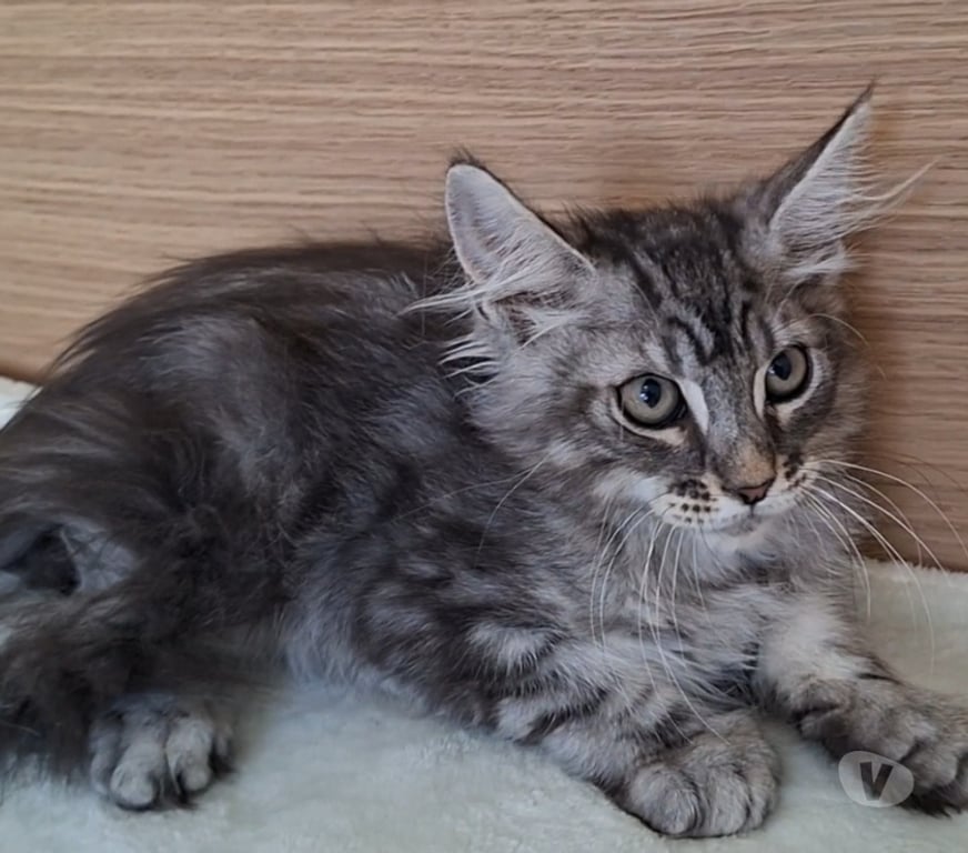 Vente Var Toulon - Photos Vivastreet chaton mâle Maine Coon LOOF