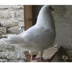 Bagneaux sur Loing - Seine-et-Marne — Pigeons de chair