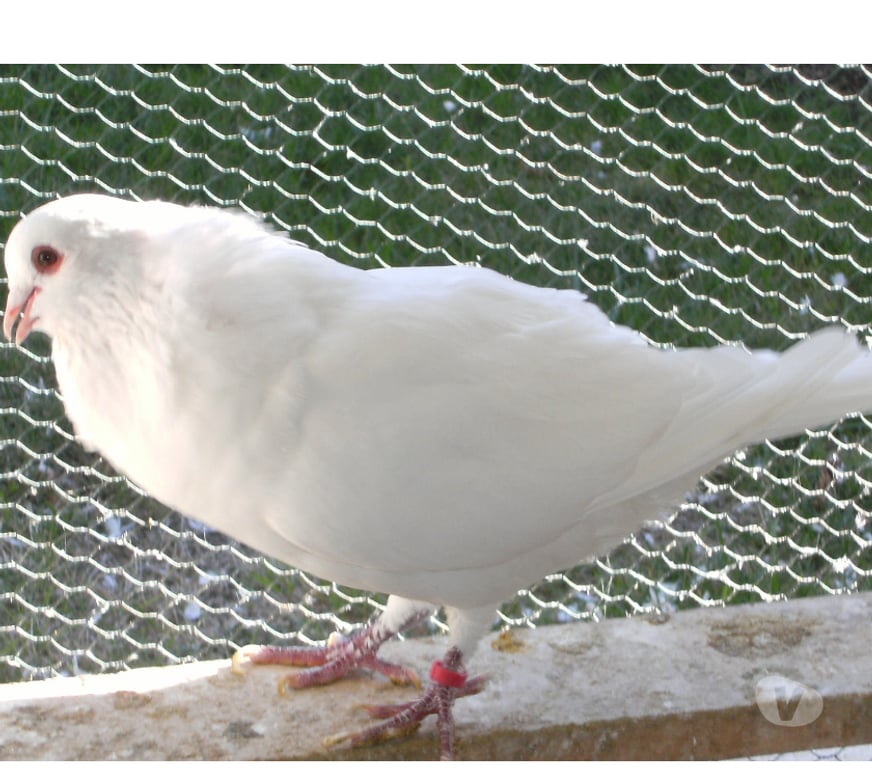 Vente Seine-et-Marne Bagneaux sur Loing - 77167 - Photos Vivastreet Pigeons de chair