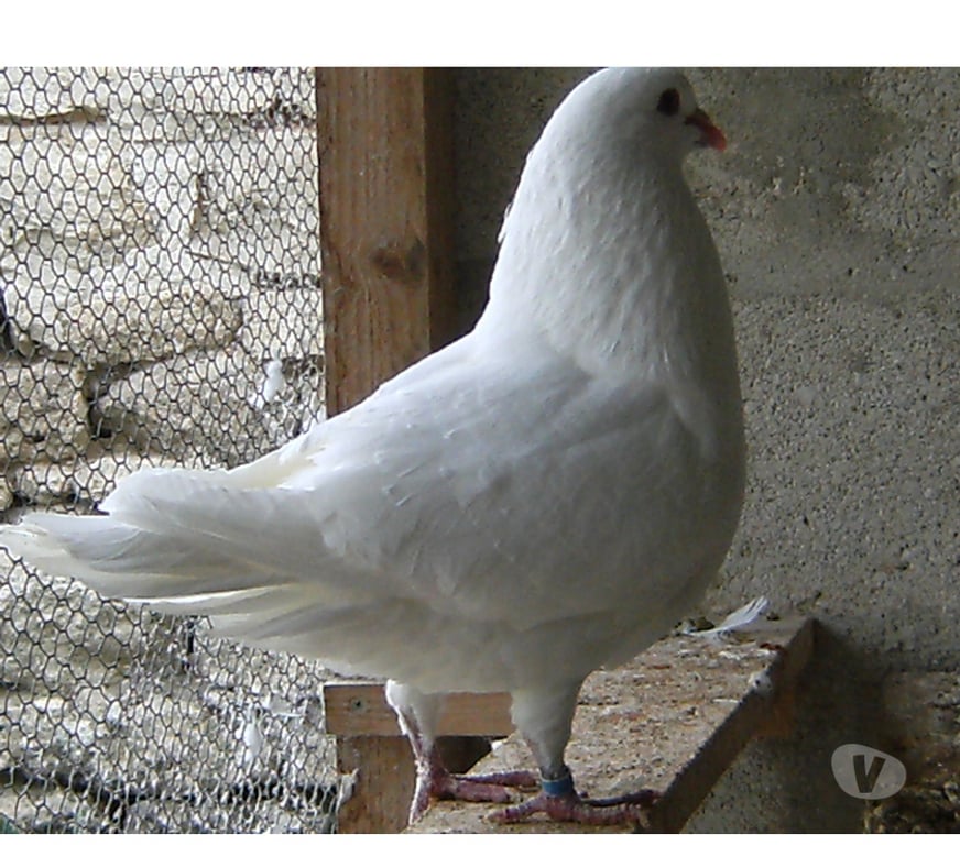 Vente Seine-et-Marne Bagneaux sur Loing - 77167 - Photos Vivastreet Pigeons de chair