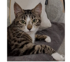 CHAT FEMELLE TIGREE ET BLANCHE AGEE DE 10 MOIS