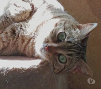 Photos Vivastreet CHAT FEMELLE TIGREE AGEE DE 2 ANS
