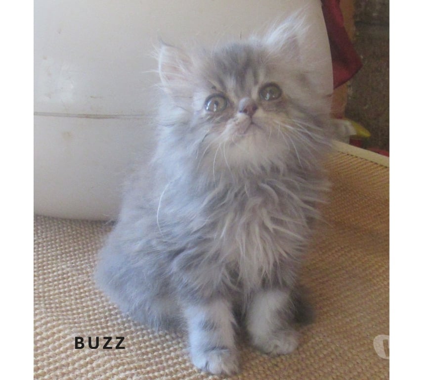 Vente Haute-Loire Javaugues - 43100 - Photos Vivastreet MAGNIFIQUES CHATONS PERSANS MALES LOOF