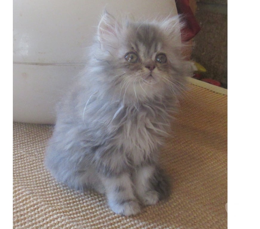 Vente Haute-Loire Javaugues - 43100 - Photos Vivastreet MAGNIFIQUES CHATONS PERSANS MALES LOOF