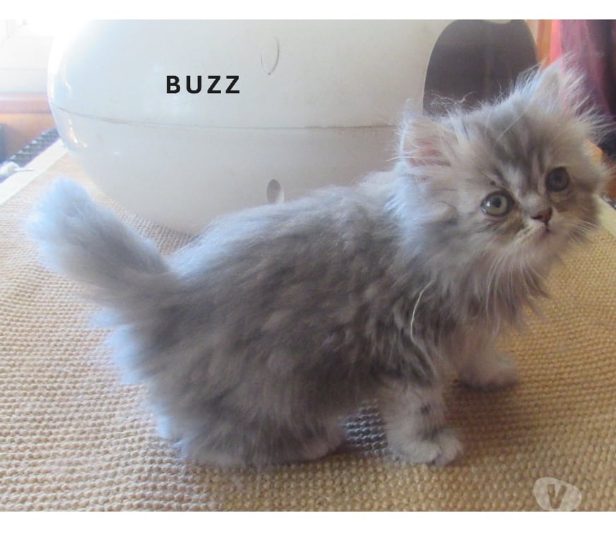 Vente Haute-Loire Javaugues - 43100 - Photos Vivastreet MAGNIFIQUES CHATONS PERSANS MALES LOOF