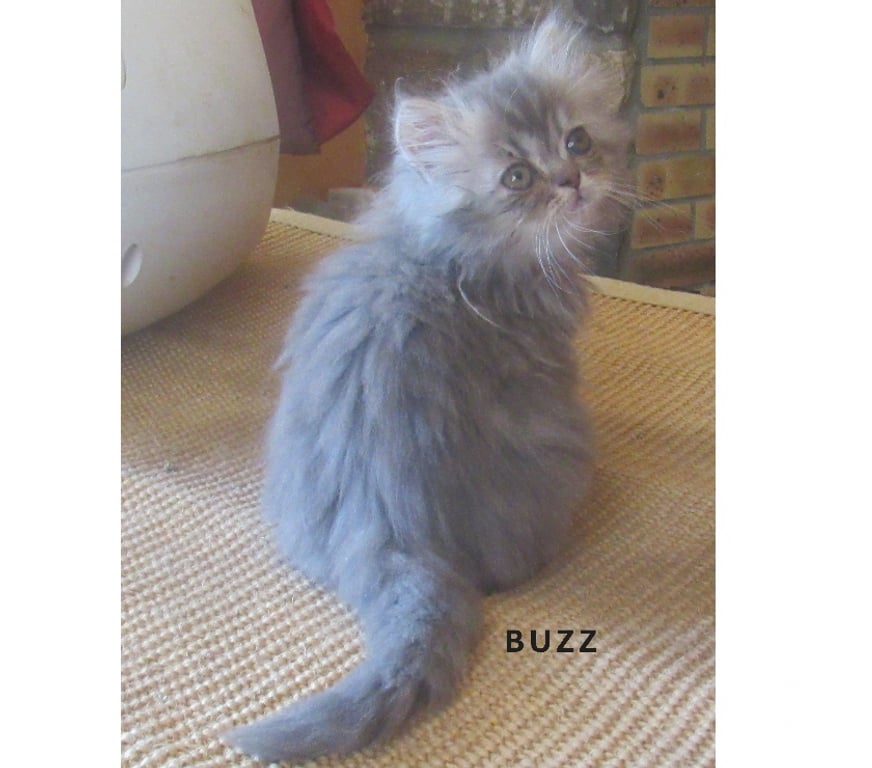 Vente Haute-Loire Javaugues - 43100 - Photos Vivastreet MAGNIFIQUES CHATONS PERSANS MALES LOOF