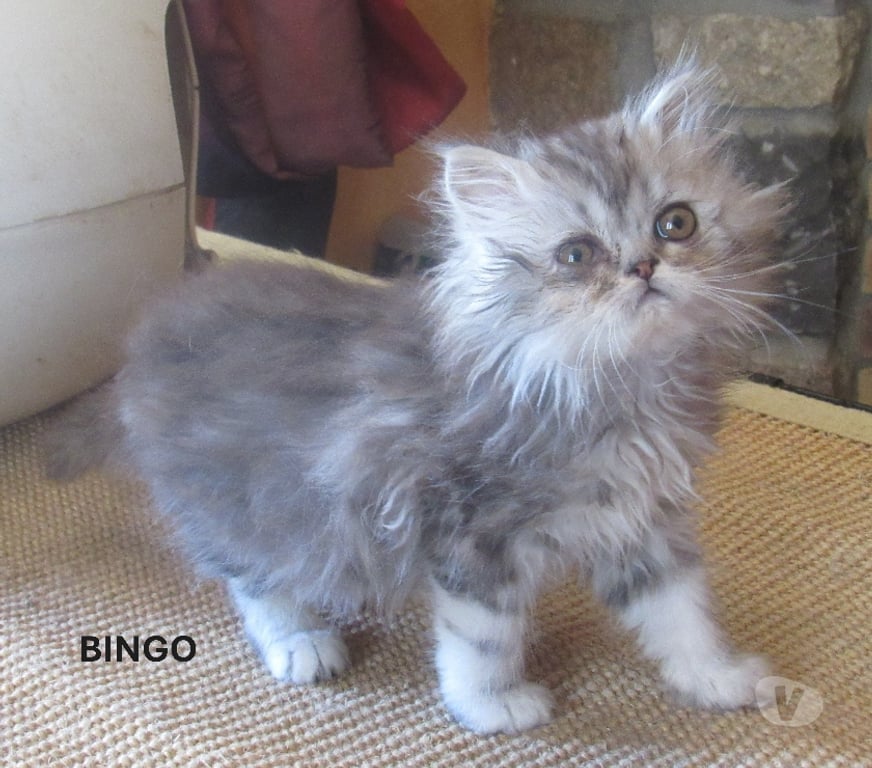 Vente Haute-Loire Javaugues - 43100 - Photos Vivastreet MAGNIFIQUES CHATONS PERSANS MALES LOOF