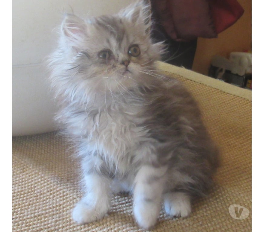 Vente Haute-Loire Javaugues - 43100 - Photos Vivastreet MAGNIFIQUES CHATONS PERSANS MALES LOOF