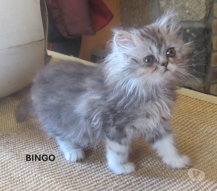 Vente Haute-Loire Javaugues - 43100 - Photos Vivastreet MAGNIFIQUES CHATONS PERSANS MALES LOOF
