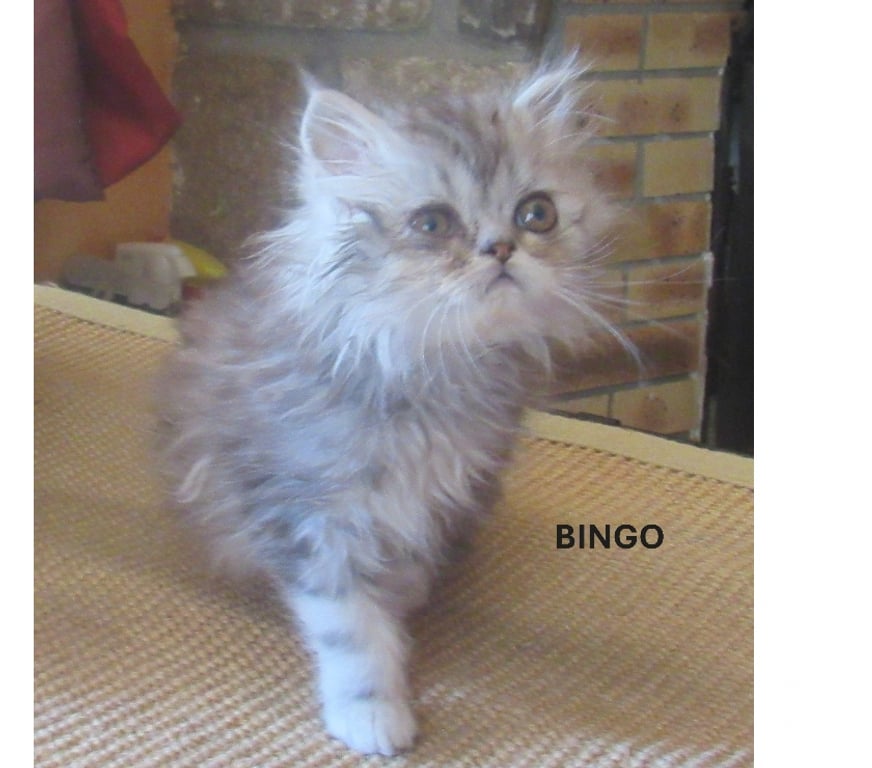 Vente Haute-Loire Javaugues - 43100 - Photos Vivastreet MAGNIFIQUES CHATONS PERSANS MALES LOOF