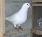 Bagneaux sur Loing - Seine-et-Marne — Pigeons reproducteurs hubbell blanc