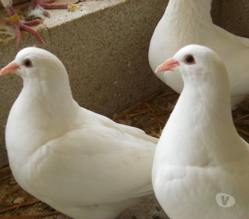 Vente Seine-et-Marne Bagneaux sur Loing - 77167 - Photos Vivastreet Pigeons reproducteurs hubbell blanc