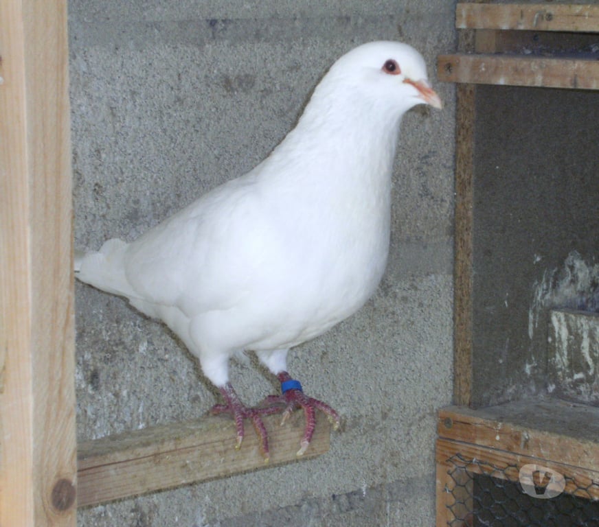 Vente Seine-et-Marne Bagneaux sur Loing - 77167 - Photos Vivastreet Pigeons reproducteurs hubbell blanc
