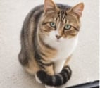 Granges les Beaumont - Drôme — Chat TERZO à l adoption