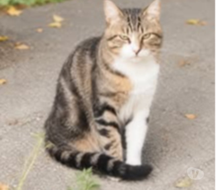 Don animaux Drôme Granges les Beaumont - 26600 - Photos Vivastreet Chat TERZO à l adoption
