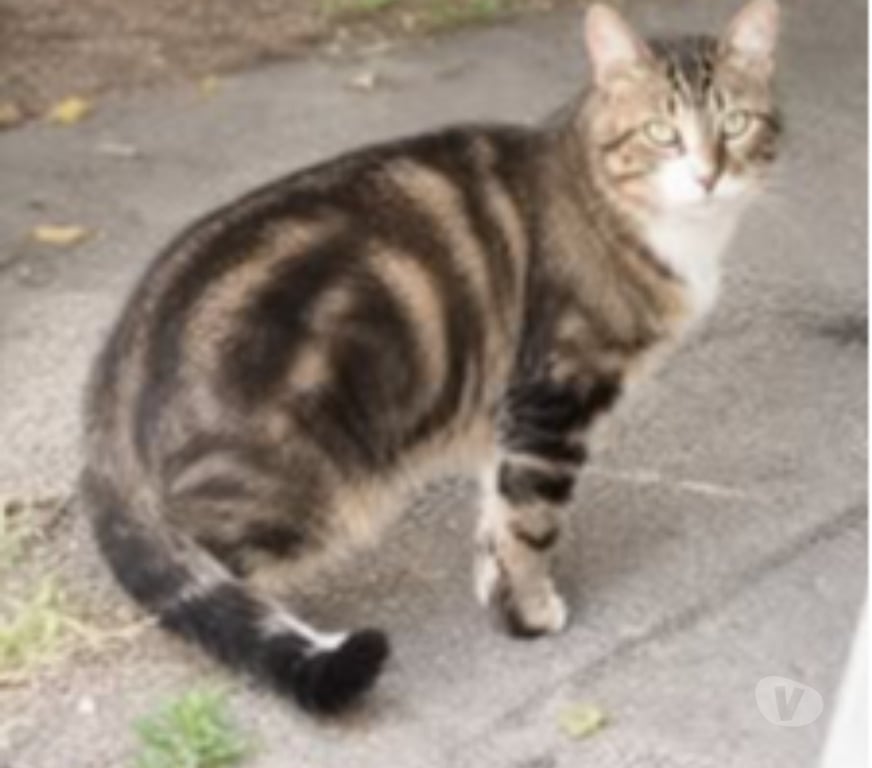 Don animaux Drôme Granges les Beaumont - 26600 - Photos Vivastreet Chat TERZO à l adoption