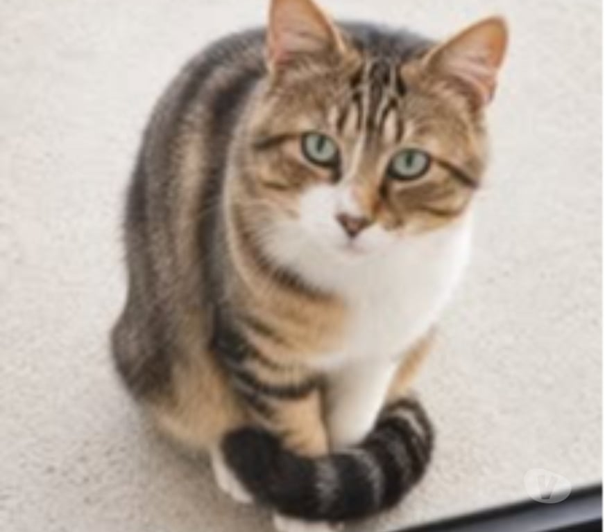 Don animaux Drôme Granges les Beaumont - 26600 - Photos Vivastreet Chat TERZO à l adoption
