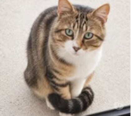 Don animaux Granges les Beaumont Drôme - Photos Vivastreet Chat TERZO à l adoption
