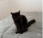 Savas - Ardèche — Chat NORD à l adoption