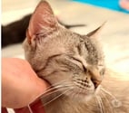 Pierrelatte - Drôme — Chat OSHKA à l adoption