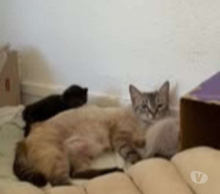 Don animaux Drôme Pierrelatte - 26700 - Photos Vivastreet Chat OSHKA à l adoption