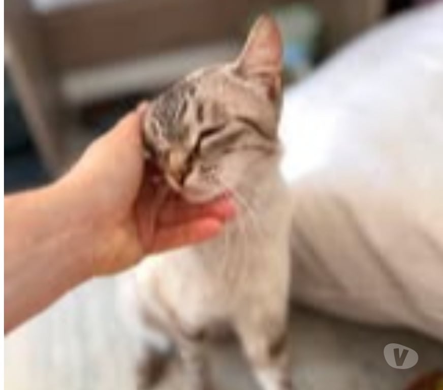 Don animaux Drôme Pierrelatte - 26700 - Photos Vivastreet Chat OSHKA à l adoption