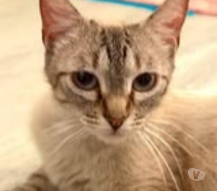 Don animaux Drôme Pierrelatte - 26700 - Photos Vivastreet Chat OSHKA à l adoption