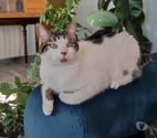 Vedene - Vaucluse — Chat TAO à l adoption