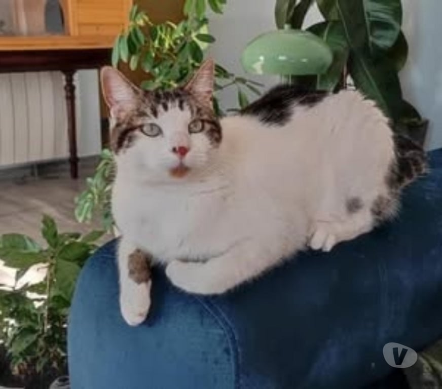 Don animaux Vaucluse Vedene - 84270 - Photos Vivastreet Chat TAO à l adoption