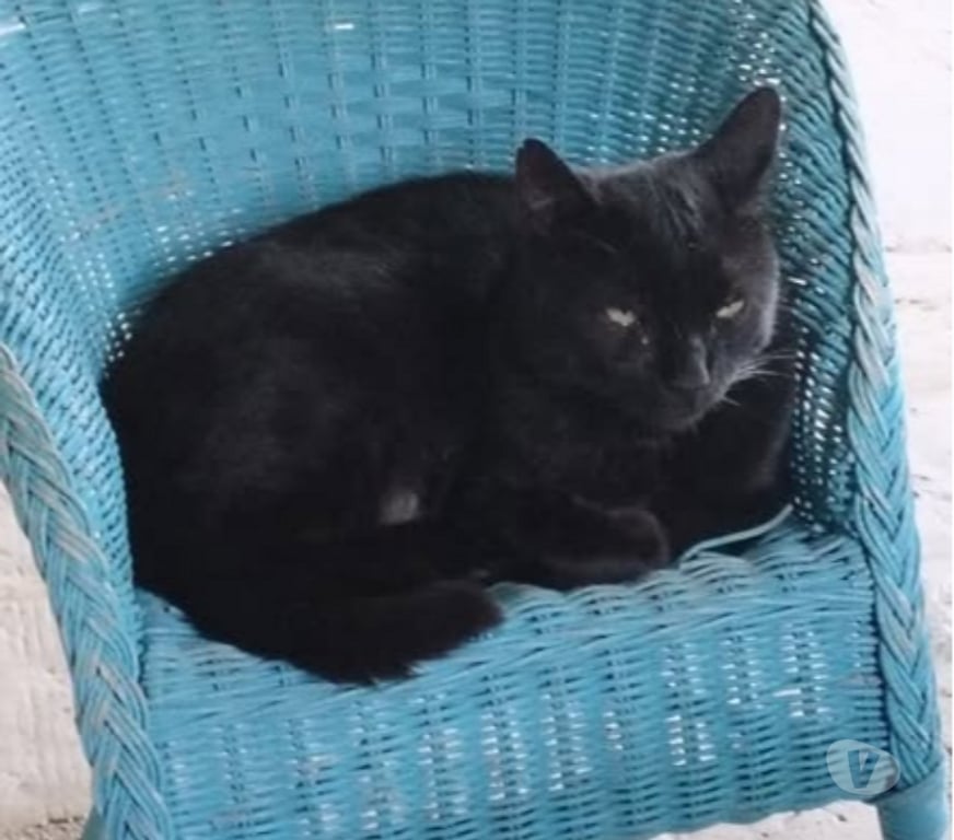 Don animaux Vaucluse Entraigues sur la Sorgue - 84320 - Photos Vivastreet Chat MINOU à l adoption