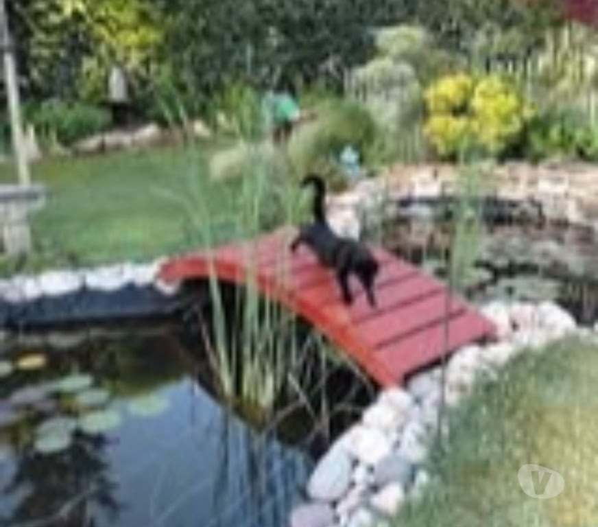 Don animaux Vaucluse Entraigues sur la Sorgue - 84320 - Photos Vivastreet Chat MINOU à l adoption