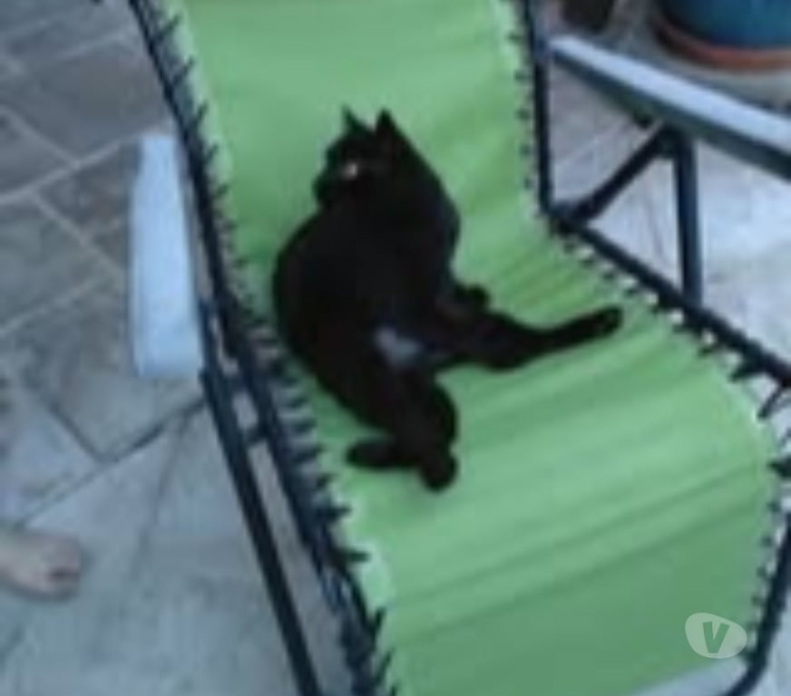Don animaux Vaucluse Entraigues sur la Sorgue - 84320 - Photos Vivastreet Chat MINOU à l adoption