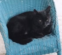 Photos Vivastreet Chat MINOU à l adoption
