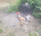 Bergerac - Dordogne — Coq espagnol rilo