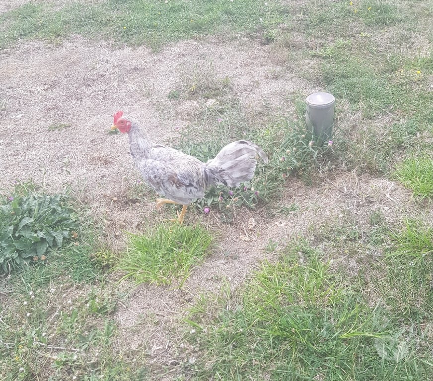 Vente Dordogne Bergerac - 24100 - Photos Vivastreet Coq espagnol rilo