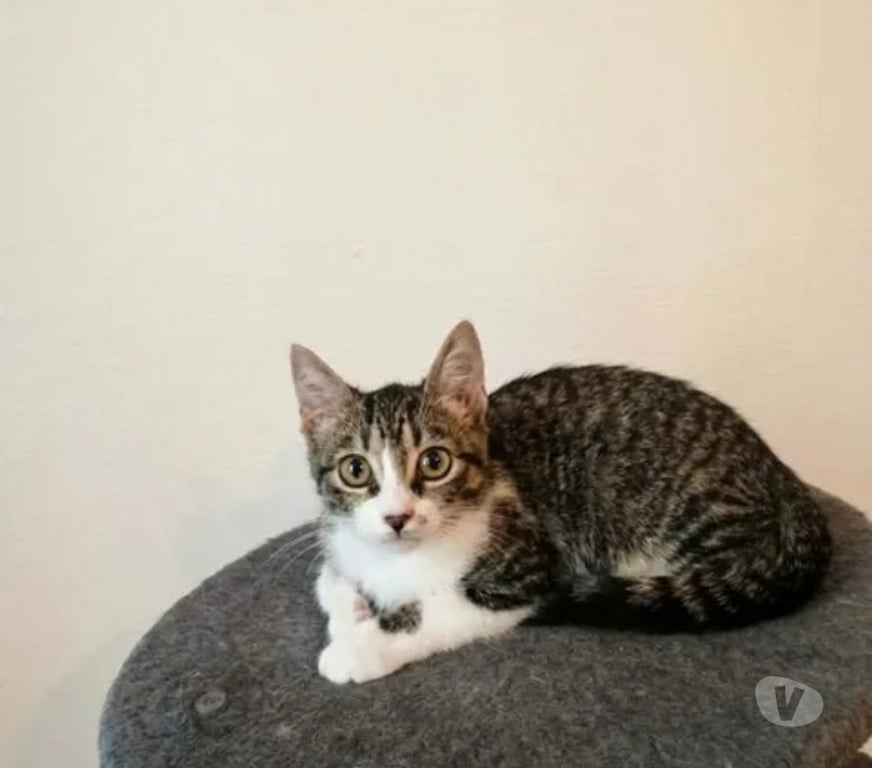 Don animaux Aude Carcassonne - Photos Vivastreet Bunny chatonne 2 mois 1 2 cherche famille