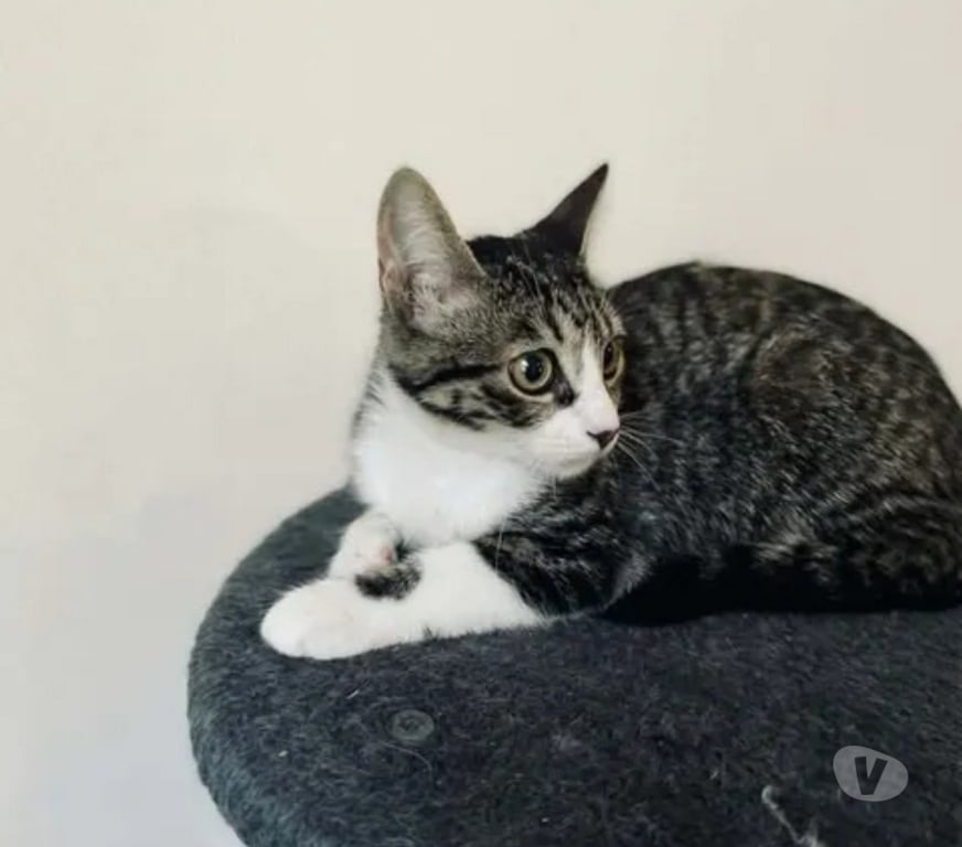 Don animaux Aude Carcassonne - Photos Vivastreet Bunny chatonne 2 mois 1 2 cherche famille