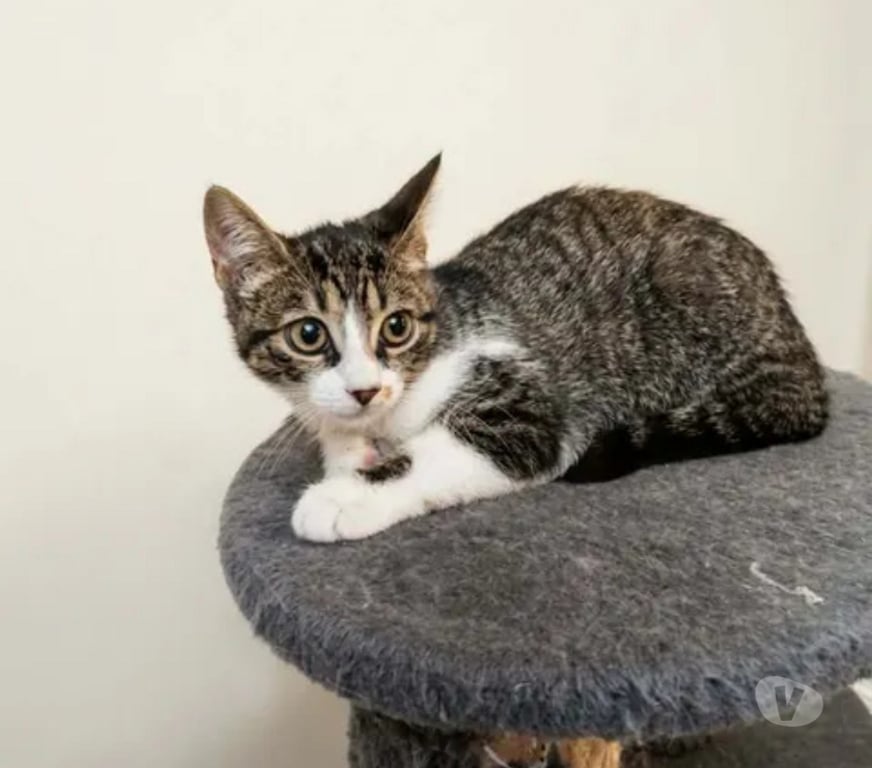 Don animaux Aude Carcassonne - Photos Vivastreet Bunny chatonne 2 mois 1 2 cherche famille
