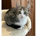 Villalbe - Carcassonne — Calas adorable chaton 2 mois 1 2 cherche famille