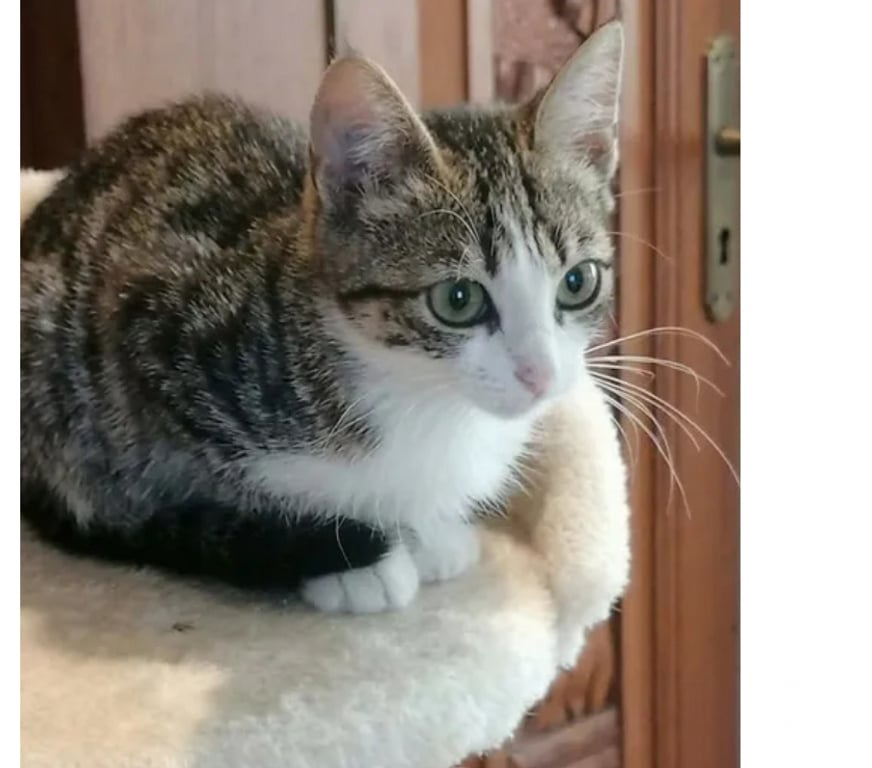 Don animaux Aude Carcassonne - Photos Vivastreet Calas adorable chaton 2 mois 1 2 cherche famille
