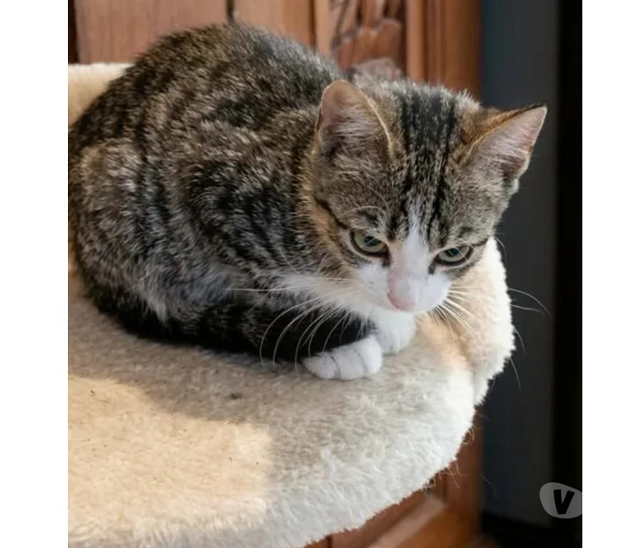 Don animaux Aude Carcassonne - Photos Vivastreet Calas adorable chaton 2 mois 1 2 cherche famille