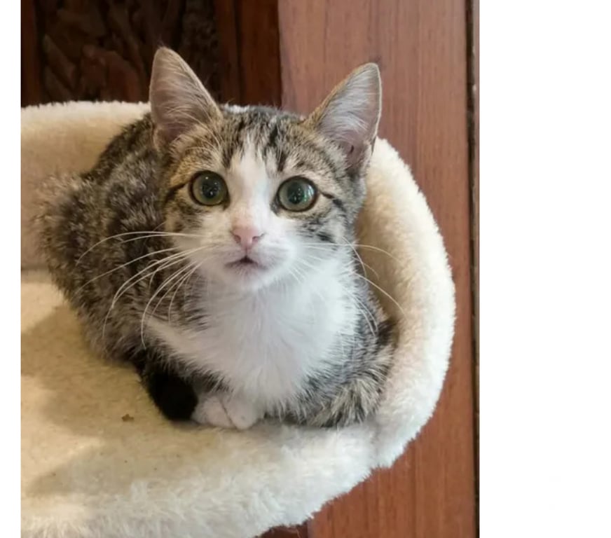 Don animaux Aude Carcassonne - Photos Vivastreet Calas adorable chaton 2 mois 1 2 cherche famille